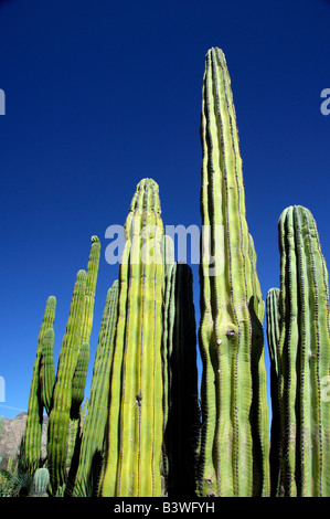 Messico, Sonora, San Carlos. Saguaro & organo a canne cactus. Foto Stock