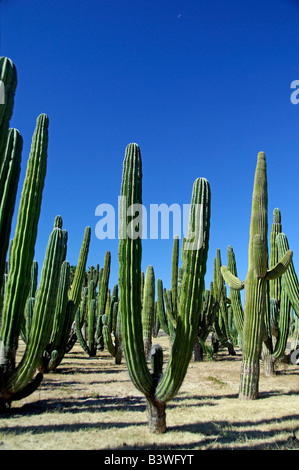 Messico, Sonora, San Carlos. Saguaro & organo a canne cactus. Foto Stock