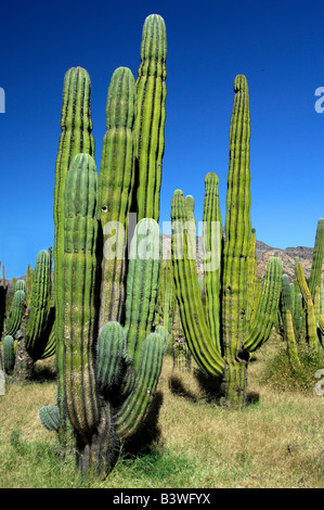 Messico, Sonora, San Carlos. Saguaro & organo a canne cactus. Foto Stock