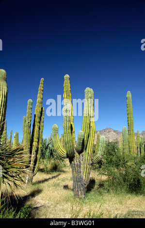 Messico, Sonora, San Carlos. Saguaro & organo a canne cactus. Foto Stock