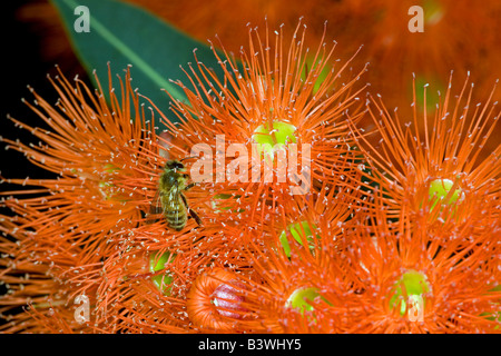 Il miele europeo bee o Western miele delle api (Apis mellifera) raccolgono nettare dalla fioritura di eucalipto (GUM) alberi, Australia. Foto Stock