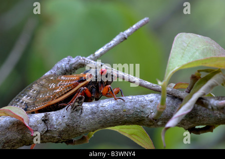 Primo piano di una 17 anno locusta o magicicada Foto Stock