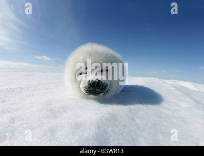 Guarnizione arpa pup (Phoca groenlandica) giacente sulla neve, la Groenlandia Foto Stock