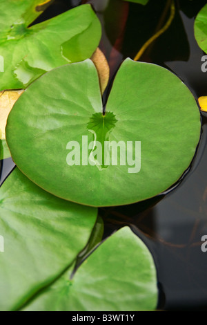 Un ritratto di colore fotografia di un loto bianco lily pad. Vista dall'alto. Close up (macro) Foto Stock
