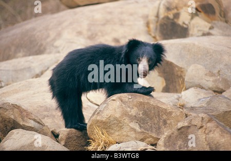 Indian sloth Bear, India del sud salendo su una roccia. Foto Stock