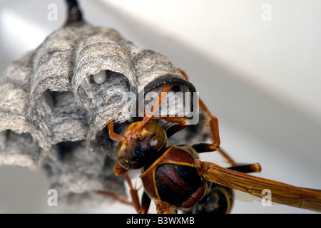 Carta comune wasp (Polistes humilis) queen costruisce il nido utilizzando carta fatta da masticare materiale vegetale con la saliva. Uova nel nido. Foto Stock