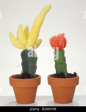 Cactus innestato Foto Stock