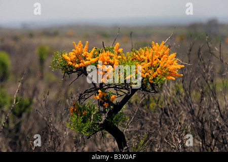 Fioritura di bargiglio Albero bruciato nel paesaggio, Western Australia. Foto Stock