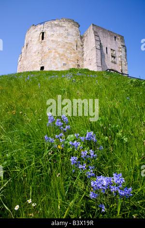 Bluebells sulla banca di erba intorno Cliffords Tower in York Foto Stock