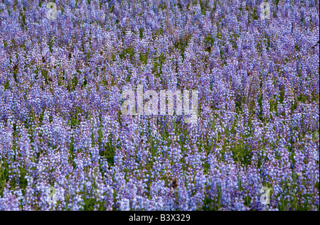 Un patch di lupini in piena fioritura nel centro di Wisconsin Foto Stock