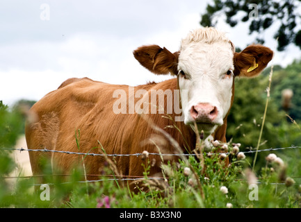 Una mucca in un campo Foto Stock