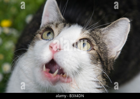 Fame cat in attesa di preda Foto Stock