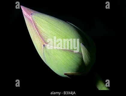 Sviluppo di Lotus (Nelumbo) bud. Colpo all'aperto utilizzando una Nikon SB-800 di sopraffare la luce dell'ambiente. Foto Stock