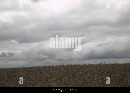 Wet Weather ha danneggiato le colture di cereali e ritardato il raccolto di Settembre 2008 Foto Stock