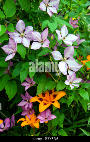 La clematide e tiger lilies in Winnipeg Manitoba Canada Foto Stock