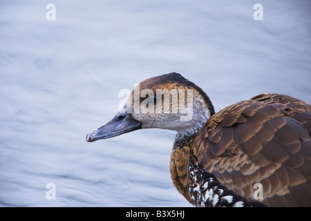 Girovagando Whistling-Duck Dendrocygna arcuata a waters edge .il nord dell'Inghilterra. Foto Stock
