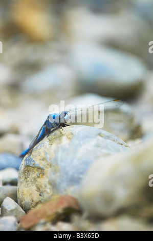 Maschio skimmer meridionale su pietra Foto Stock