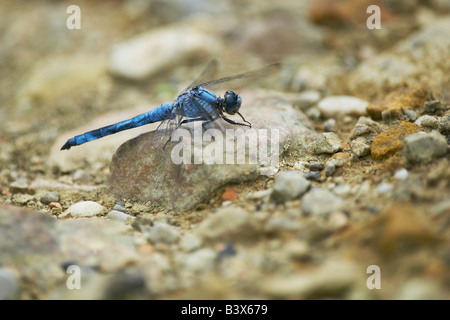 Maschio skimmer meridionale su pietra Foto Stock