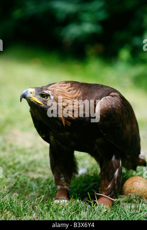 Aquila reale (Aquila chrysaetos) con uovo Foto Stock
