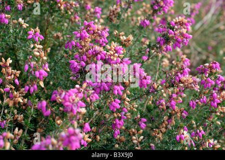 BELL'erica Erica Cinerea cresce su una banca del BLACKDOWN HILLS SOMERSET SETTEMBRE Foto Stock