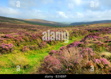 Wild heather in piena fioritura sul Parco Nazionale di Dartmoor nel South Devon England Foto Stock