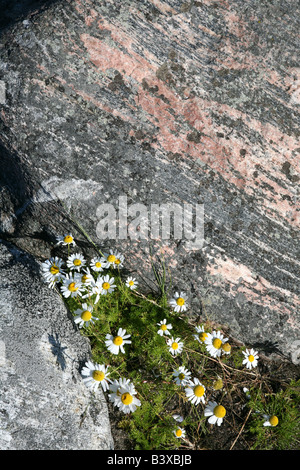 Camomilla fiori sul boulder Muksalma diga sulle isole Solovetsky nel Mar Bianco, Russia Foto Stock