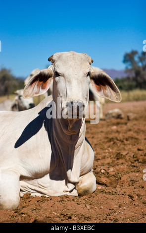 Un Brahman o Brahma zebù ( Bos primigenius indicus ) nel sud della Namibia Foto Stock