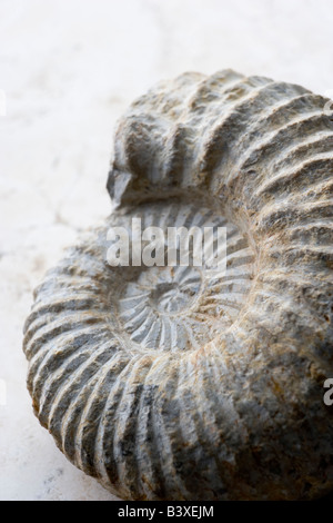 Close Up di fossili amonite Foto Stock