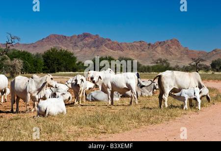 Brahman o Brahma zebù ( Bos primigenius indicus ) nel sud della Namibia Foto Stock