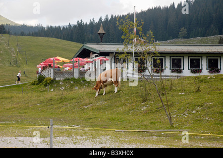 Austria Alta Austria Salisburgo St Gilgen nei monti Dachstein una vista rurale di una vacca al pascolo Foto Stock