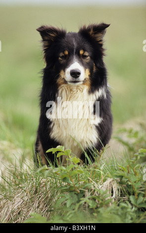 Cane islandese, islandese Sheepdog (Canis lupus familiaris) seduto in erba Foto Stock