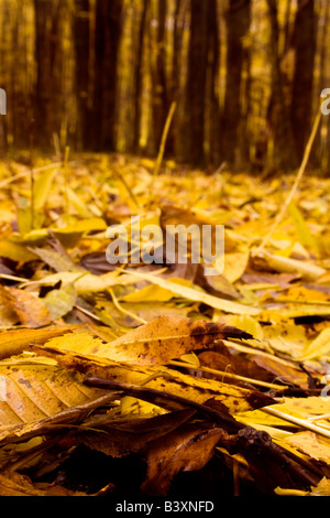 Le foglie che cadono dagli alberi sul terreno in autunno. Foto Stock