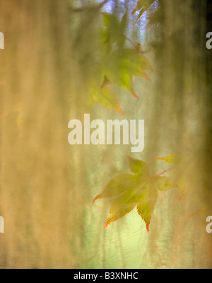 Vite foglie di acero come visto attraverso il muschio Spagnolo il parco nazionale di Olympic Washington Foto Stock