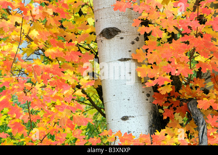 Rocky Mountain acero con aspen trunk in autunno a colori Targhee National Forest Idaho Foto Stock