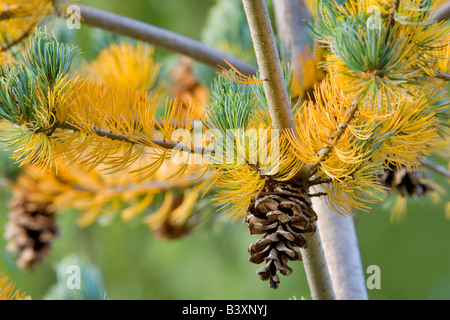 Lodgepole pino e coni con caduta aghi colorati Wilsonville Oregon Foto Stock
