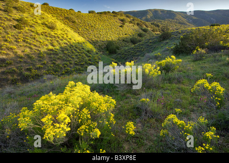 Interno bussola dorata Ericamaenia linearifolia Carrizo Plain California Foto Stock