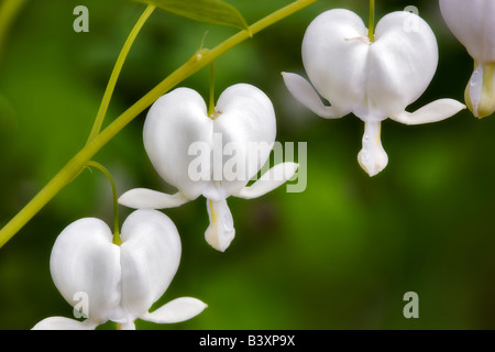 Bianco Cuore di spurgo Dicentra spectabilis Alba Foto Stock