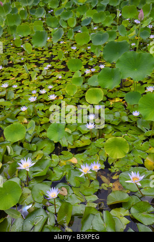 Water Lilies in stagno Kauai Hawaii Foto Stock