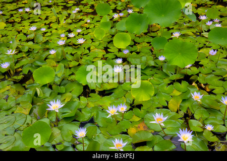 Water Lilies in stagno Kauai Hawaii Foto Stock