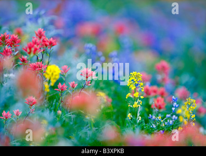 Misti principalmente di fiori di campo di lupino pennello e la parete Flower Hurricane Ridge il parco nazionale di Olympic Washington Foto Stock