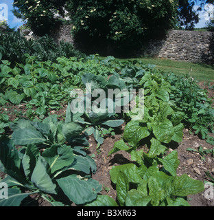 Orto con rucola celtuce cavoli cappucci e altri Foto Stock