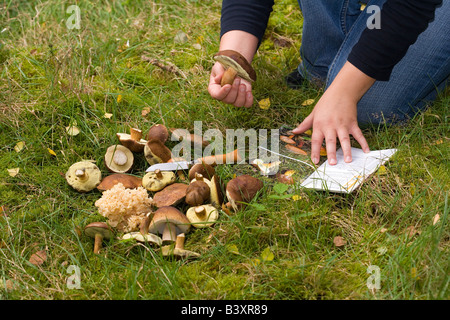 Donna che identifica nella foresta appena raccolto i funghi commestibili Foto Stock