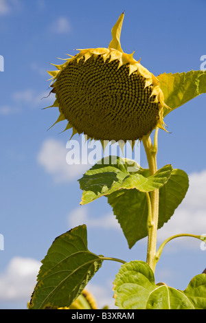 Un fiore di girasole (Helianthus annuus) avente diventare maturi. Fleur de tournesol (Helianthus annuus) arrivée à maturité. Foto Stock