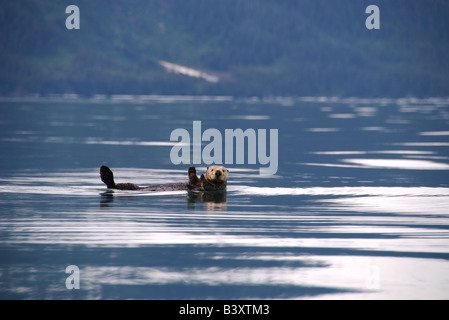 Un mare di lontra gioca nelle gelide acque del Prince William Sound, Alaska Foto Stock