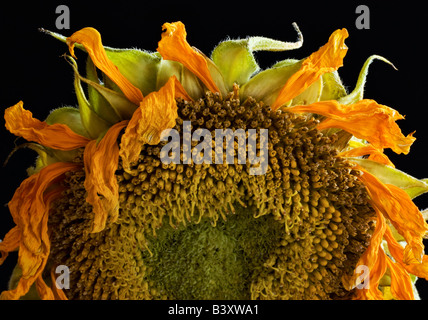Primo piano dettagliato di un avvizzimento girasole russo su sfondo nero Foto Stock