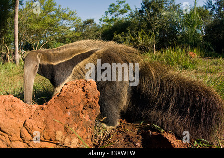 Captive Giant Anteater Myrmecophaga tridactyla nel Mato Grosso do Sul, Brasile Foto Stock