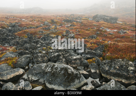 Tundra artica in autunno, area di Illulissat, Groenlandia occidentale Foto Stock