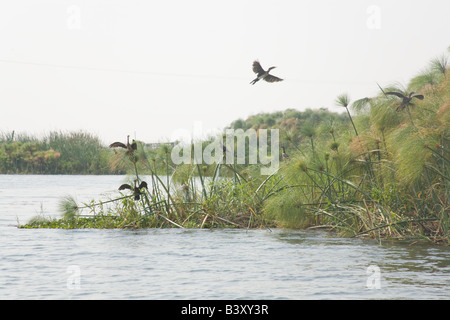 Cormorani neri Kafuie fiume Africa Zambia Foto Stock