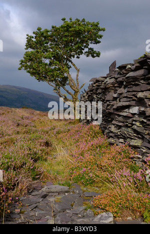 Struttura ad albero e parete ardesia Padarn country park Galles Llanberis Foto Stock