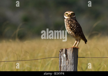 Scavando Owl Athene cunicularia fotografato nel Mato Grosso do Sul in Brasile Foto Stock